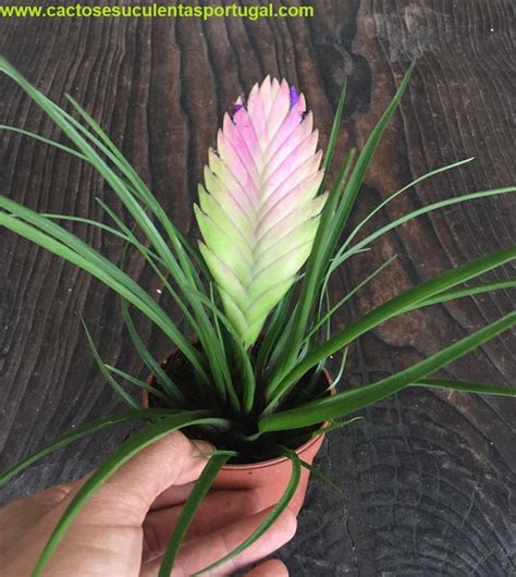 Tillandsia Cyanea Anita – Cactos e suculentas Portugal