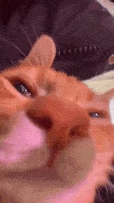 Awoo Cat Baby Cat GIF - Awoo cat Baby cat Baby kitty - Discover & Share ...