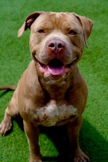 Newport Beach, CA - American Pit Bull Terrier. Meet Mr Gray a Pet for ...