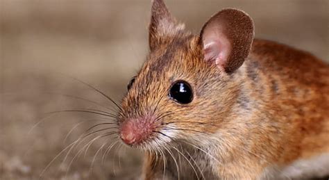 royalty  photo brown mouse  land pickpik