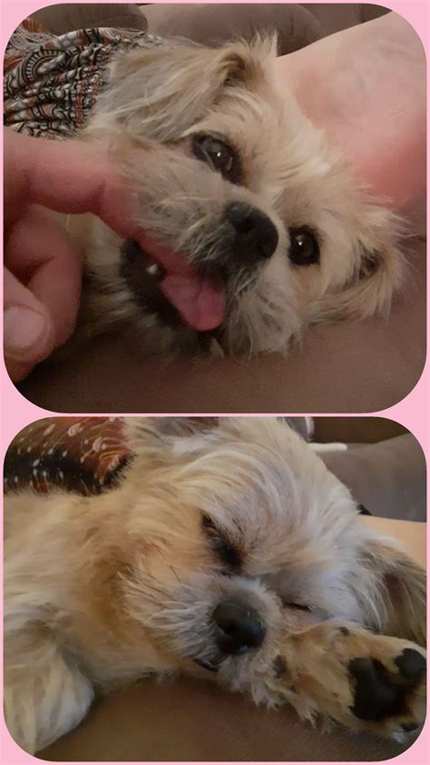 A sleepy chew before a nap. : r/aww