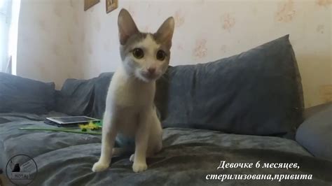 Котенок девочка в ожидании любящей семьи! - YouTube