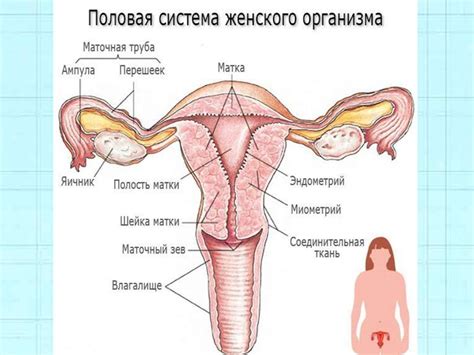 Половая система - презентация онлайн