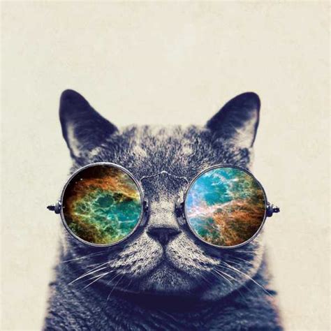 Фото кота в очках – Ой!