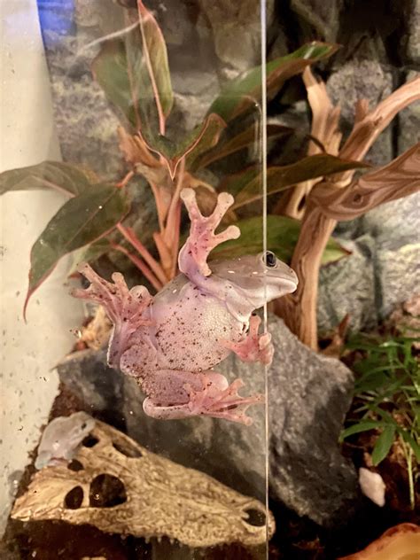 showing off those frog cheeks : r/frogs