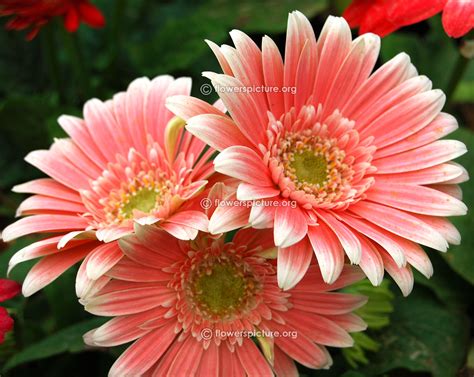 gerbera daisies varieties  maria joiner blog