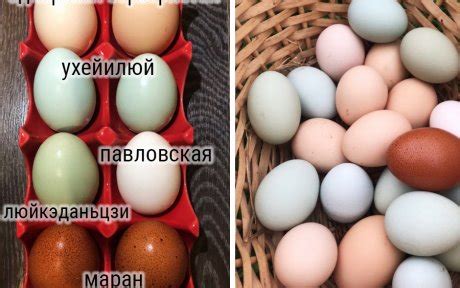 Куры Которые Несут Голубые Яйца Фото — Фото
