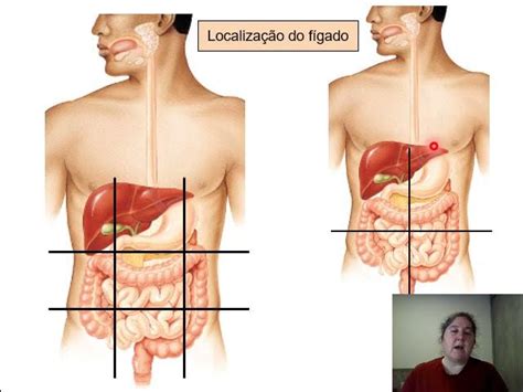Localizacao Do Figado Humano No Corpo