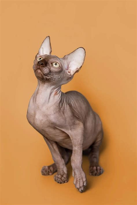Meet Ricky the Charming Sphynx Kitten