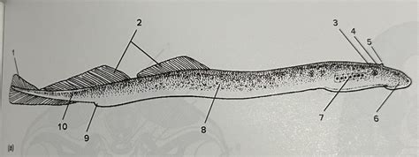diagram  figure   external morphology  adult lamprey quizlet