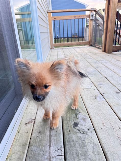Barry County Michigan Lost and Found Pets | Message me | Facebook
