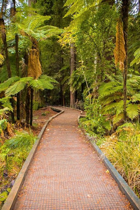 Red wood forest landscape stock photo. Image of park - 118457698