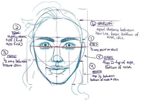 Human Anatomy Reference : Photo | Face proportions drawing, Human ...