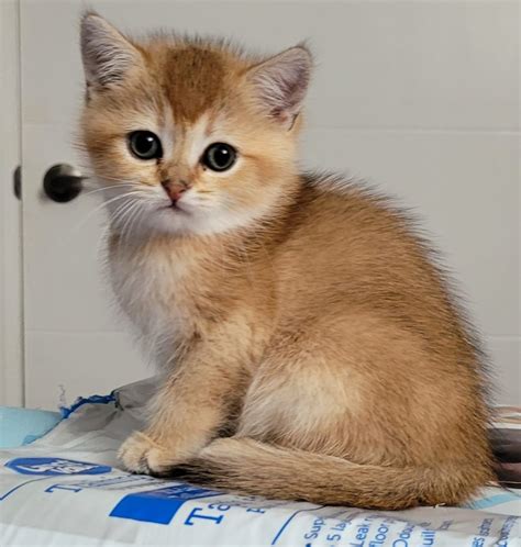 Available kittens - britishkitten.ca