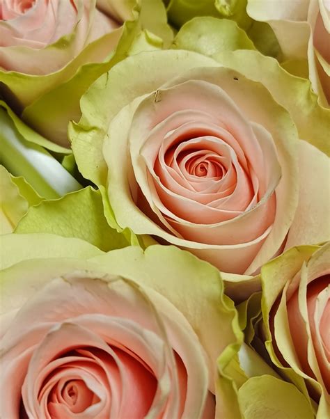 color rose rainbow landflowers corp