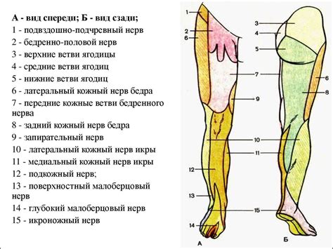 Поясничное и крестцовое сплетения - презентация онлайн