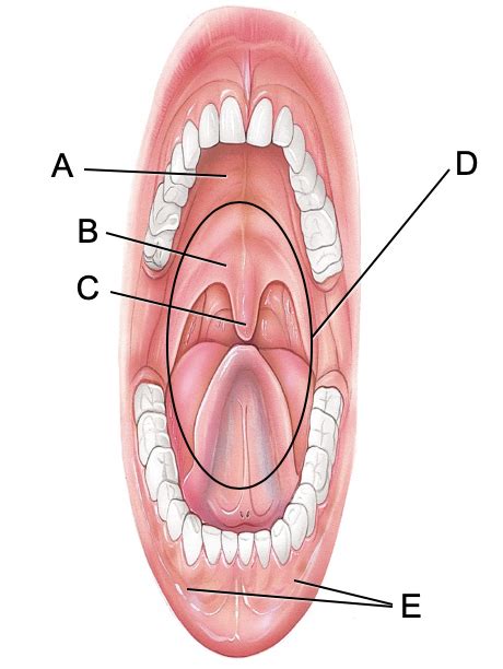 Mouth Diagram | Quizlet