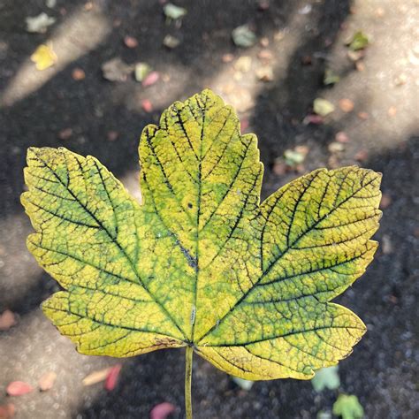 Holly James — Primary