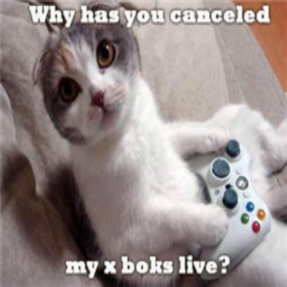 Roblox Cat Memes