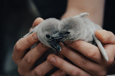 Close-up Photo of Penguin · Free Stock Photo