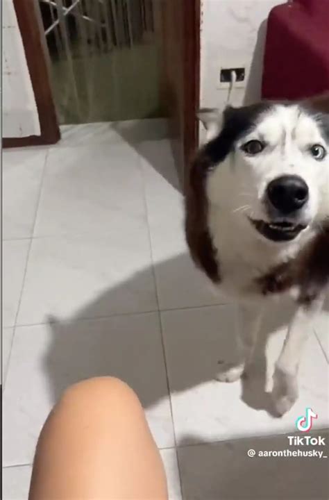 Husky with 'Italian accent' leaves people in disbelief