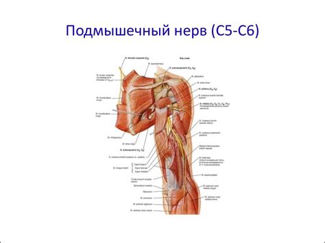 Стимуляционная электромиография - презентация онлайн