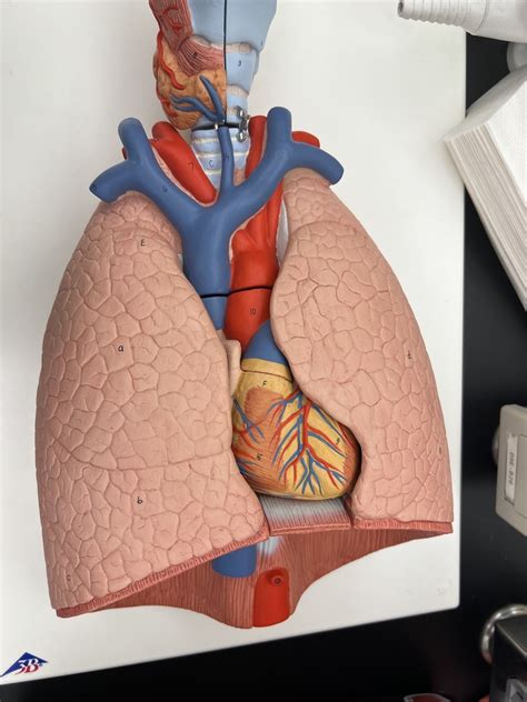 lung diagram #1 Diagram | Quizlet