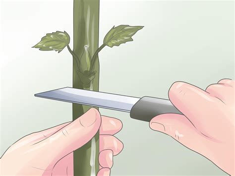 4 Ways to Graft Plants - wikiHow