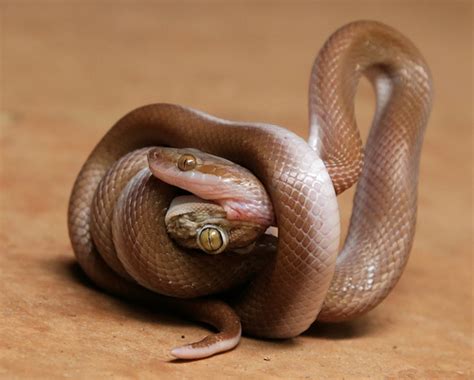 Snakes and Lizards (Order Squamata) · iNaturalist