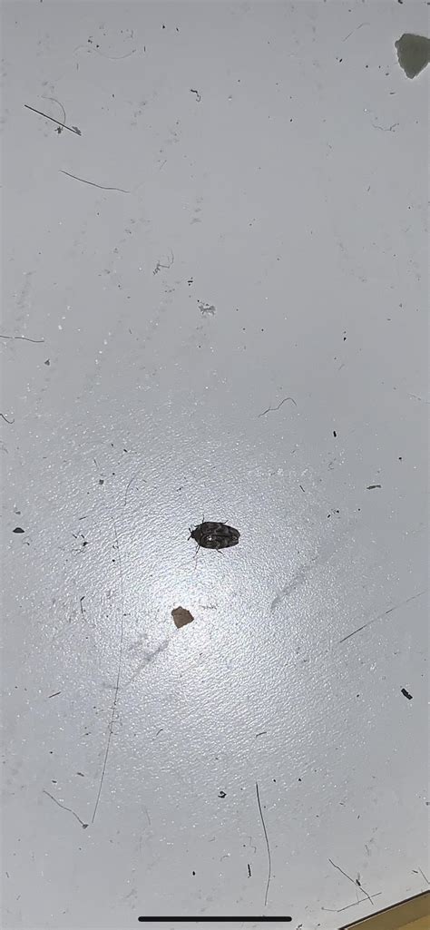Very small little beetle found in my drawer while cleaning it out