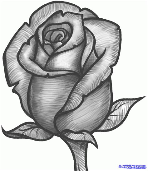 Drawing Pictures Of Roses - Drawing Pictures