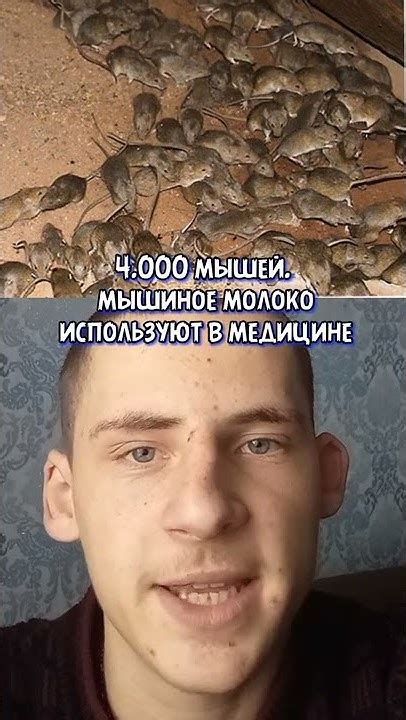 Молоко мышей самое дорогое в мире. - YouTube