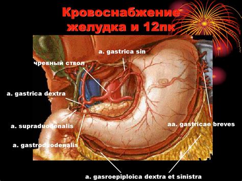 Рентгеноанатомия и методика рентгенологического исследования верхних ...