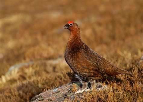 LICENSING GROUSE SHOOTING MUST NOT JEOPARDISE JOBS AND CONSERVATION ...