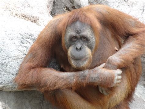 Free Images : nature, wildlife, zoo, orange, brown, mammal, monkey ...