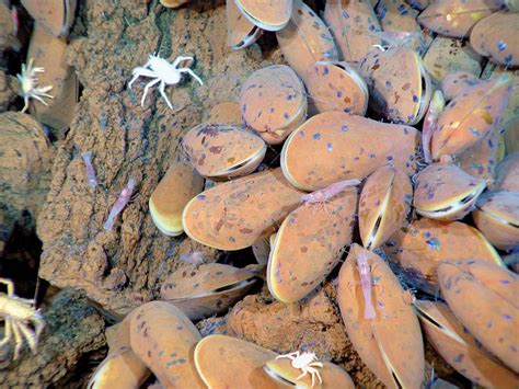 Benthic Zone Animals