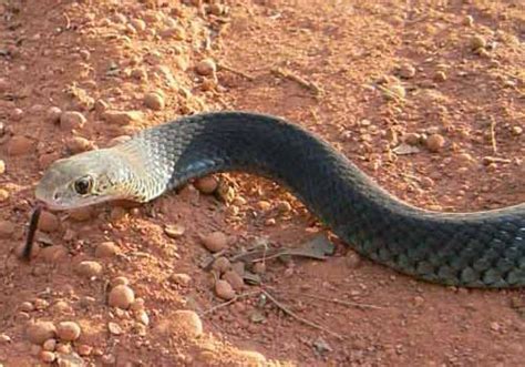 Lesser Black Whip Snake - Snake Catchers Brisbane