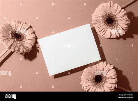 gerbera flowers  blank card  light brown background