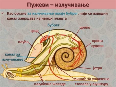Mekusci