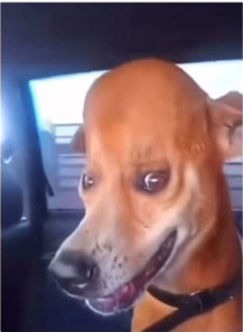 Goofy ahh dog in 2024 | Funny looking dogs, Funny dog faces, Ugly dogs