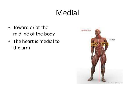 PPT - Language of Anatomy PowerPoint Presentation, free download - ID ...