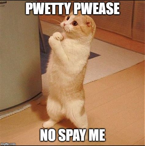 Begging Cat - Imgflip