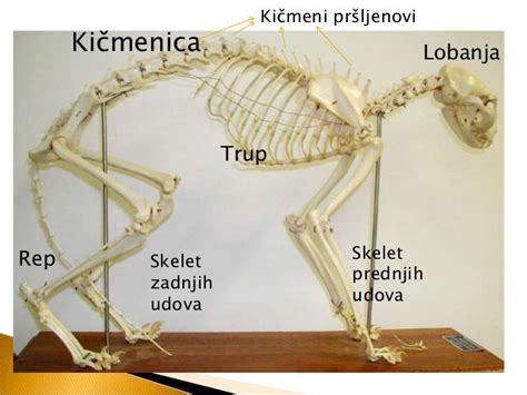 Kičmenjaci