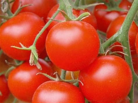 Низкорослые томаты – для открытого грунта без пасынкования, самые ...