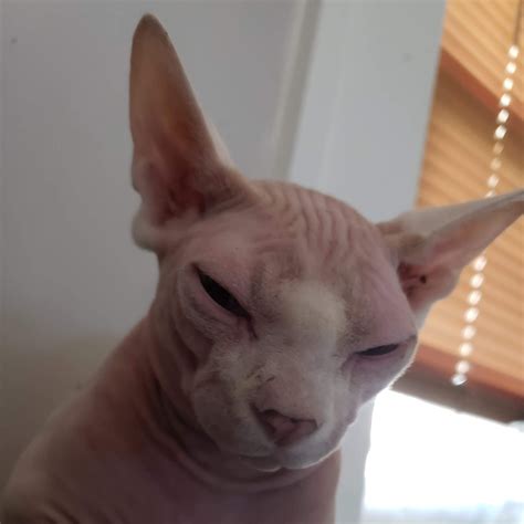 Iowa Nudes Cattery