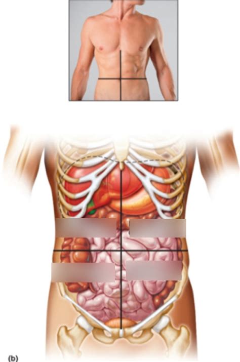 Abdominal Quadrants Diagram | Quizlet