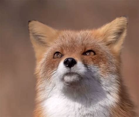 musicfox  musicfox   twitcasting