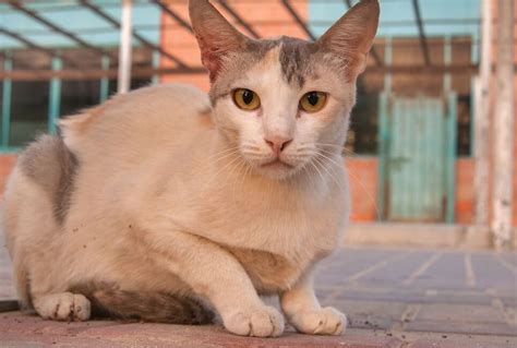 Аравийский мау🐱 — описание, фото, характер и правила воспитания кошек ...