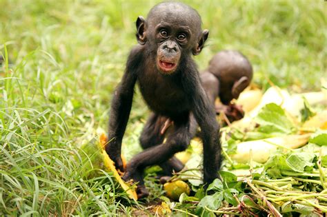 Bonobo wallpaper | 2000x1333 | #58101