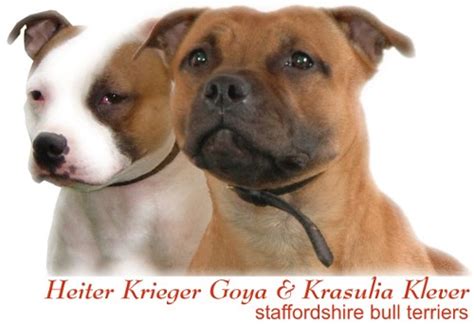 Стаффордширский бультерьер -- Staffordshire Bull Terrier -- Стаффорд ...